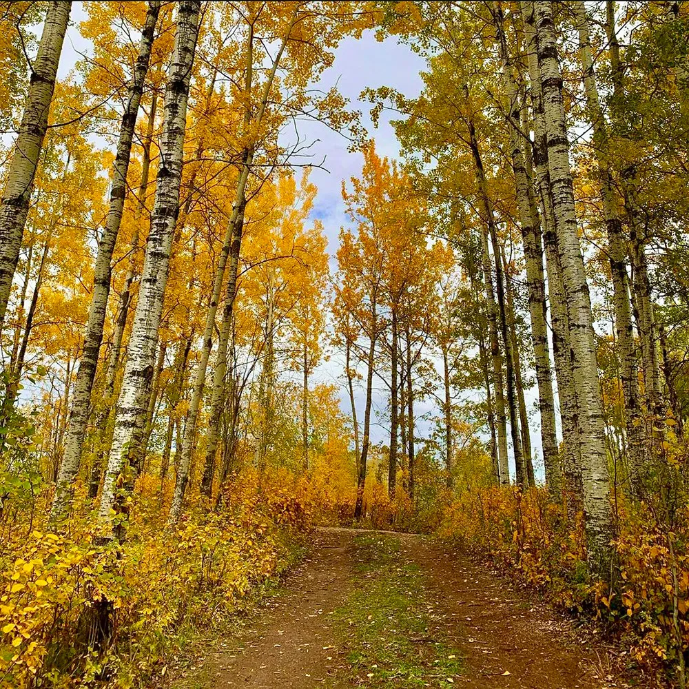 Walking path leading to ignis dome during the fall season